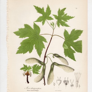May include: A botanical illustration of the Silver-leaved Maple, Acer dasycarpon, featuring green leaves, winged seeds, and detailed floral diagrams labeled A, B, and 1 through 6 on a cream-colored page with a perforated left edge.