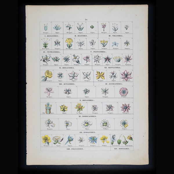 Taxonomic Classes Within the Kingdom Plantae - Original Steel engraving Hand Colored - Atlas of the Animal Kingdom from 1861