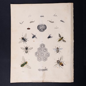 Puede incluir: Grabado entomológico antiguo con ilustraciones detalladas de varios insectos, incluyendo moscas y larvas, con un enfoque en su anatomía. El grabado es en blanco y negro con algunos acentos de color, impreso en papel envejecido. El texto "ENGRAVINGS & LITHOS 2025" es visible.