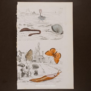 May include: A vintage botanical print with detailed illustrations of insects, plants, and marine life. The print includes a butterfly, a slug, and a worm, all rendered in a detailed, vintage style. The print is on aged paper.
