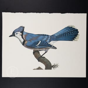 1970 BLUE JAY  - Vintage lithograph Ornithology Print of Larousse Animals - Buy 2 get 1 free from this collection!