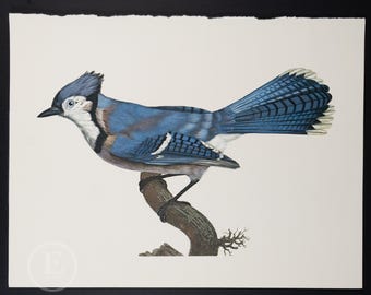 Grabado de arrendajo azul de Larousse de 1970: ilustración ornitológica vintage