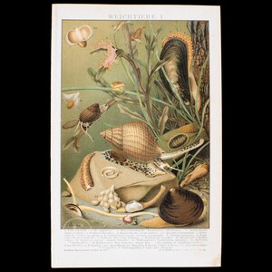 May include: A vintage-style scientific illustration titled WEICHTIERE I, depicting various mollusks, snails, and sea creatures in a natural habitat. The print features detailed drawings of shells, slugs, and aquatic life in muted earth tones, with a numbered legend at the bottom.