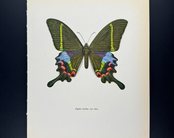 Krishna Peacock (90 mm) - Color Offset vintage lithography  of Butterflies from the 60s - Lepidoptera