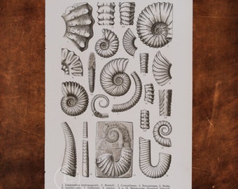 DIVERSE FOSSILS:  Ammonites, Spiroceras, Crioceras, Ancyloceras, Baculites, Hamites  - Original Lithography of Fossils ca 1910