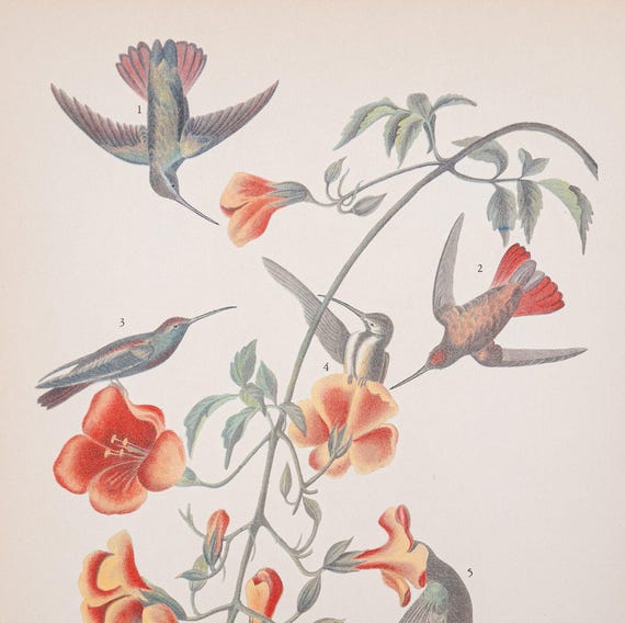 Black-Throated Mango Bird Print - Vintage Audubon Edition | Printed On Both Sides | 8.75 X 12 In