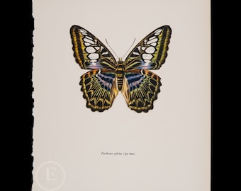 Parthenos Sylvia: La farfalla Clipper (90 mm) - Litografia vintage offset a colori di farfalle degli anni '60 - Lepidotteri