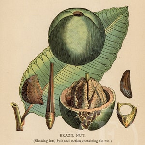 Brazil nut - Original Color lithography 1886