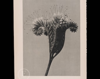 ORIGINAL PHOTOGRAVURE BOTANICAL -  Monkshood - Lady Phacelia   by Karl Blossfeldt from 1935 -  printed on both sides