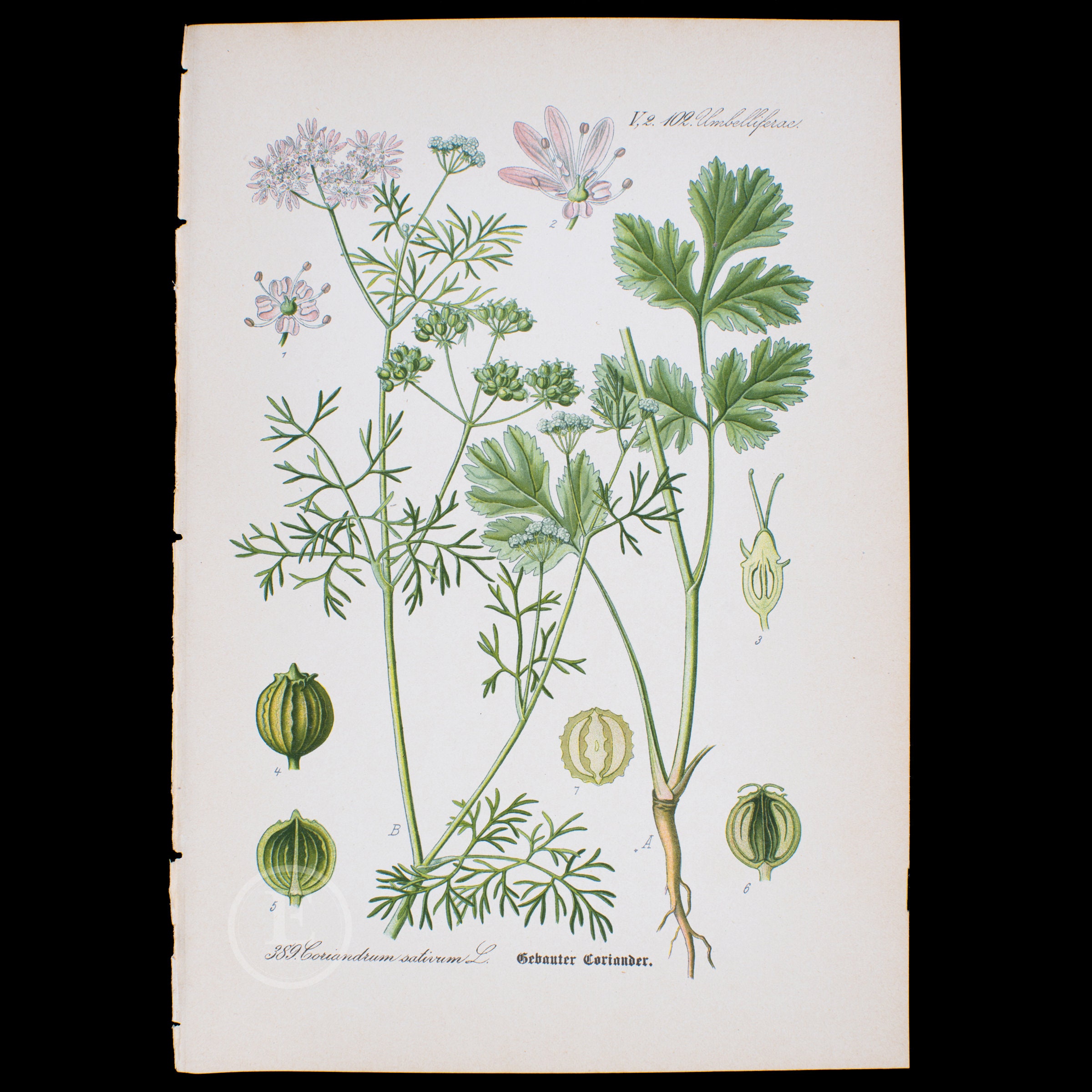 1886  CORIANDER (CILANTRO) - Rare/Original from Flora of Germany, Austria and Switzerland - Scarce!