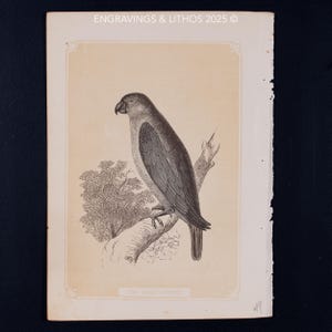 1851 THE GRAY PARROT – Antique Lithograph – Original The Natural History of the Sacred Scriptures, and Guide to General Zoology