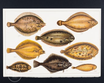 Flatfish: Dab, Lemon and Sand Sole, Solenette, Flounder, Witch, Thickback  - ORIGINAL color lithograph - Fishes of Great Britain ca 1900