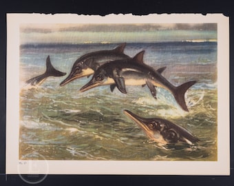 Stenopterygius: Extinct Reptiles from Early Jurassic - Original Vintage Lithograph print of Extinct Prehistoric Animals 1960