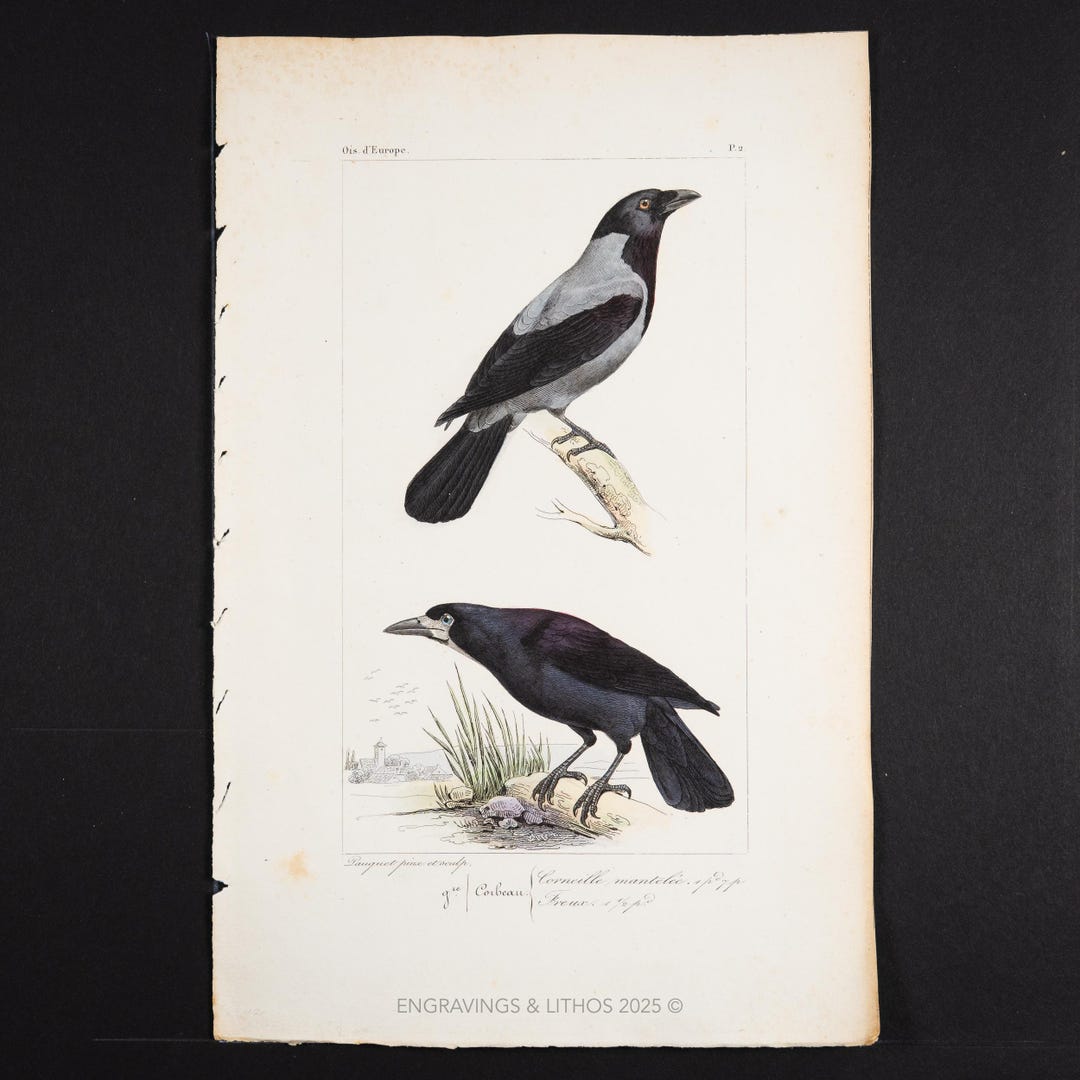 Hooded Rook Hand-colored Hooded Crow & Rook Engraving - 1867 Ornithology Print - Etsy