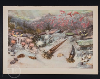 The Silurian Sea - Original Vintage lithograph print of extinct Prehistoric Animals from 1960.