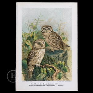 1901  OWLS:  LITTLE and BOREAL - Original Chromolithograph Antique Ornithology Print European Birds of Prey by Dr. Carl Hennicke