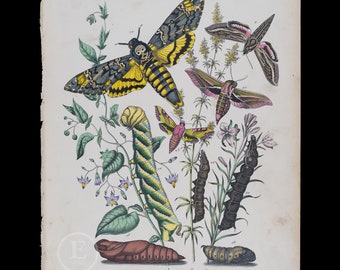 Hawk Moths- Very rare plate from 1882 of European Butterflies and Moths - HAND COLORED original