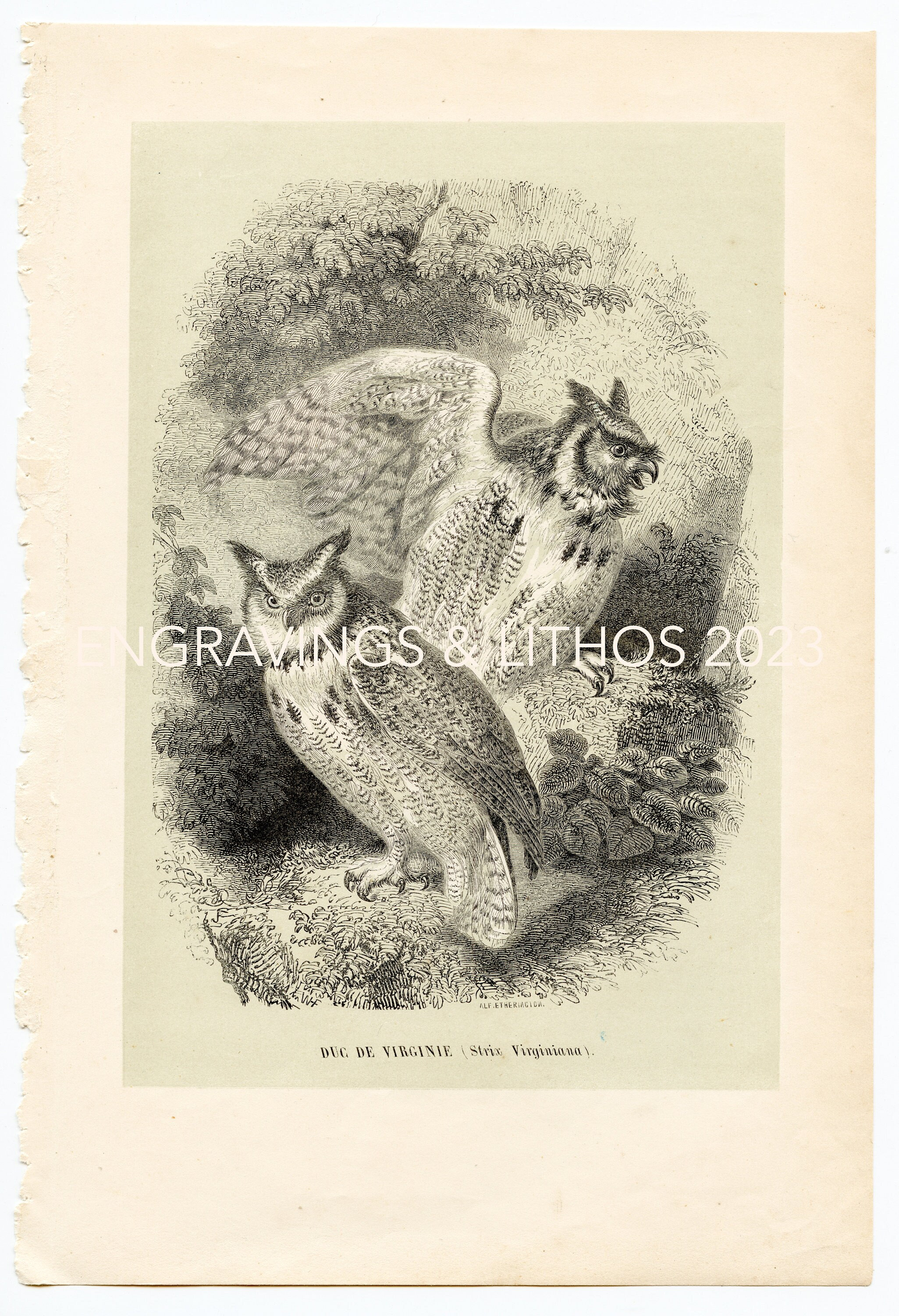 Eagle owl - Great horned owl - Tiger owl or Hoot owl - Hard to find "Histoire Naturelle des Ois