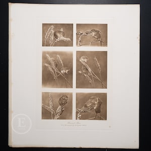 HARVEST MICE  / Heliogravure etching &quot;The Mammals of Great Britain and Ireland&quot; by J G Millais / Big print 13.5x12 in!
