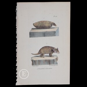 May include: A vintage illustration of two armadillos, one curled up and the other standing on a rock. The illustration is in color and has a white background. The text "Tab. 266" is in the top right corner of the image.