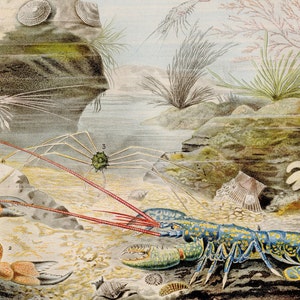 甲殻類の版画 ロブスターとカニ 1866年製。希少なアンティーク海洋版画。オリジナルのアンティーク版画。海の生物を描いた古い版画