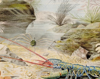 Crustacean print Lobster and crab from 1866 . Rare Antique marine print . Original antique print . Sea life old print