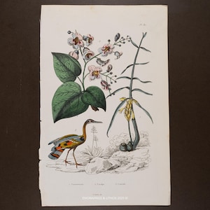 May include: Antique botanical print featuring a colorful illustration of a bird, flowering plant, and other plant life. The print has a white background and is labeled with scientific names. The print is from Engravings & Lithos 2025.