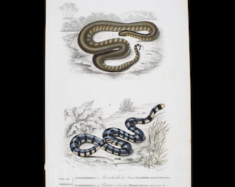 May include: Antique print featuring two detailed illustrations of snakes. The top snake is brown with darker markings, while the bottom snake is black and white with banded patterns. The print includes scientific names and botanical details.