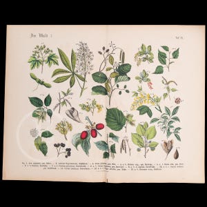 THE FOREST 2 - Original Print out of the book &quot;Praktischen Pflanzenkunde&quot; 1800s
