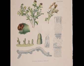 Musgo de Islandia (Cetraria islandica) de 1887 – Cromolitografía botánica antigua – Grabado original de planta medicinal