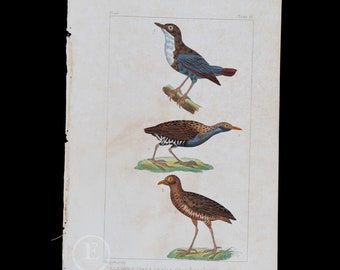 1829 -  Water Blackbird, Water Rattle and Corn Crake   – Hand-Colored Steel Engraving, Buffon