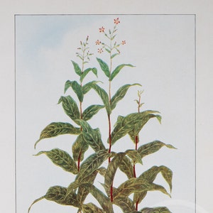 Tobacco Plant - Original Vintage Color lithography 1911