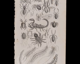 Arachnides: Spider, Insect, beetle, scorpion, Millipede  - Rare Original from  "History of Animated Nature" Oliver Goldsmith 1872