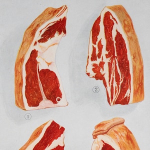Beef: Sirloin, Chuck steak, top round steak, Porterhouse - Original Vintage Color lithography 1911