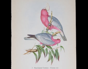 ROSENBORSTIGER KAKADU (Cacatua eos) - Vintage Offset Lithographie-Druck von 1940!