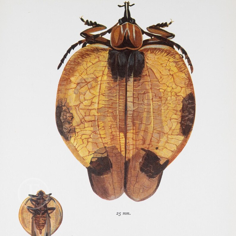 Lycus Insect Idea LYCUS TRABECULATUS - Color Offset Vintage Lithography of Butterflies ...
