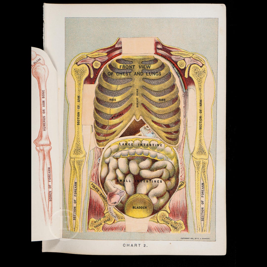 1901 TRUNK, CHEST, LUNGS - Interactive Human Anatomy - Original ...