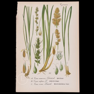 False and True Fox-Sedge, Flatsedge - Botanical original antique print-Chromolithographs &quot;Flora von Deutschland by Otto Wilhelm - Circa 1903