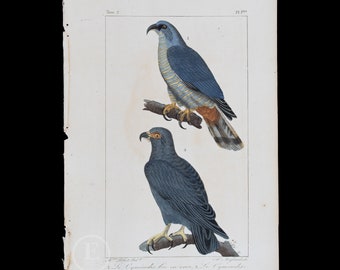 EAGLES: Crooked-beak Ground eagle, Hooked-beak Ground eagle / Authentic Steel engraving from Oeuvres de Buffon 1829 - Hand colored!