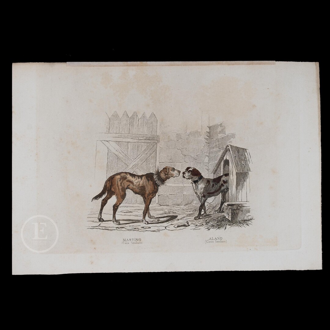 1878 MASTIFF and SPANISH BULLDOG - Hand-colored Steel Engraving From ...