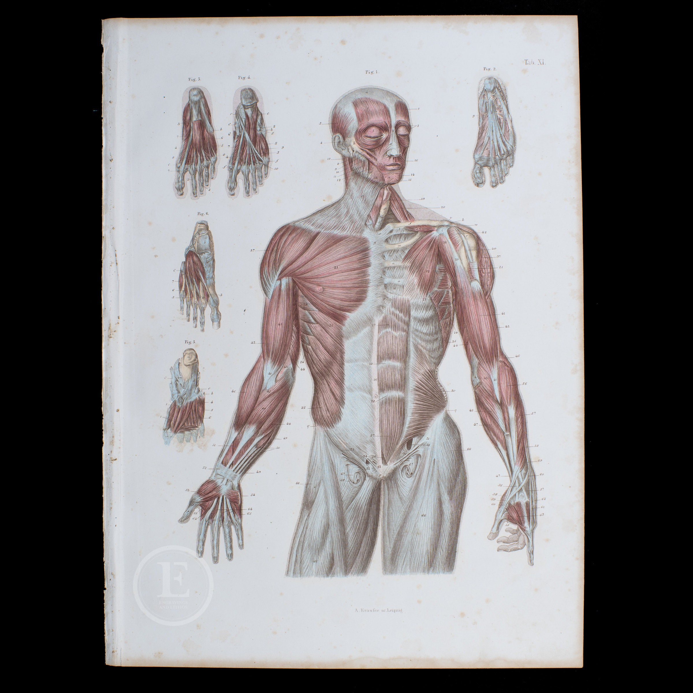 1860年 顔面、体幹、腕、足の筋肉 – 人体解剖図鑑より手彩色鋼版画