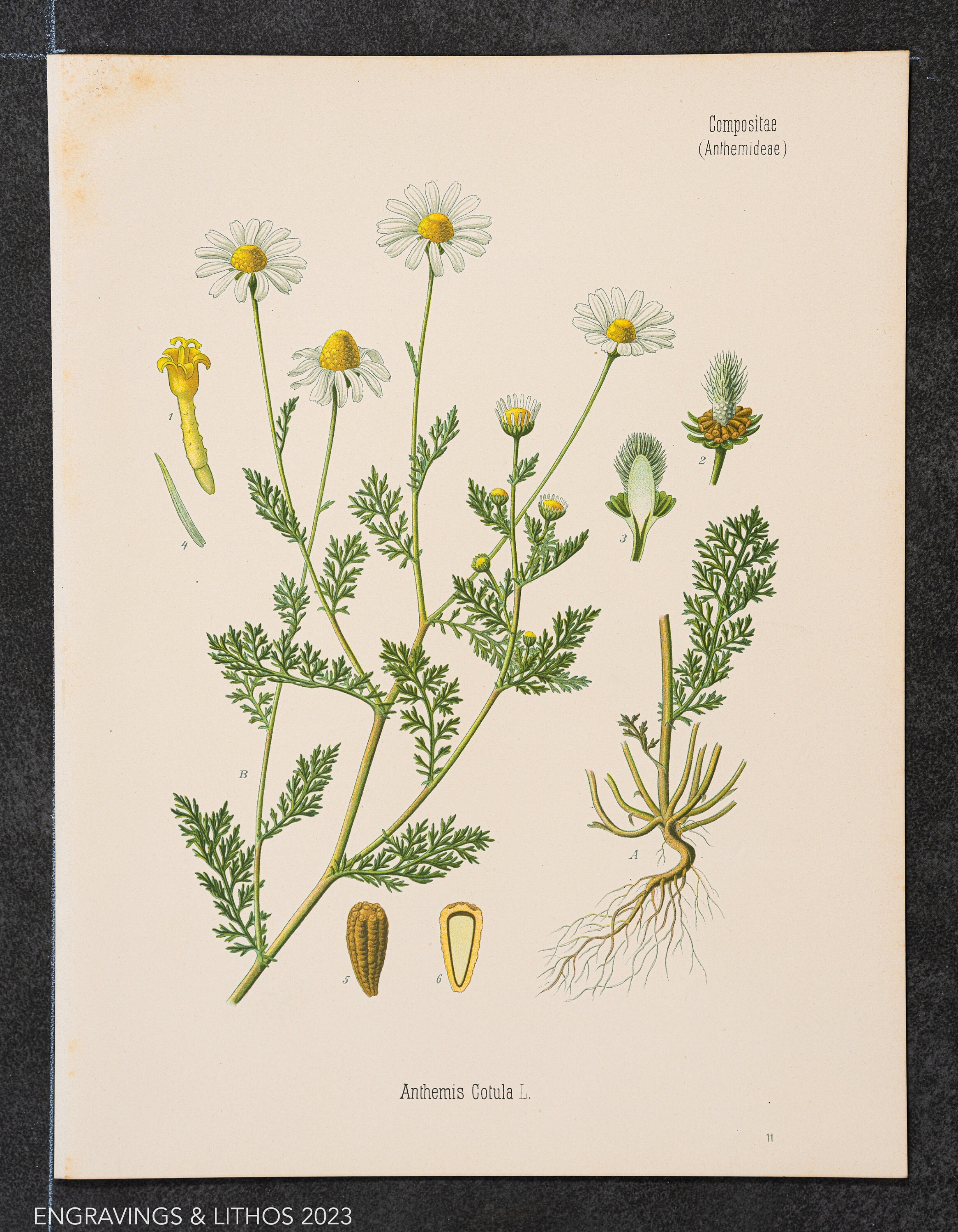 超レア洋書 #3 1803-1817. Schellings Werke. 1887 Stinking Chamomile – Original Chromolithograph From Köhler's