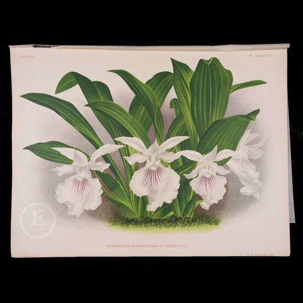 Zygopetalum orchid - Antique authentic lithograph by Jean Linden, Belgium 1892, coming from Iconographie des Orchidees - Stunning!