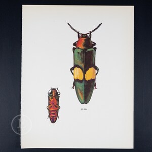 EDWARD&#39;S JEWEL BEETLE - Color Offset vintage lithography  of Beetles from the 60s - Insects wall decor