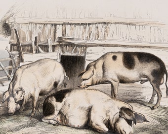 The pigs / Hand-colored plate from "Ouvres Complete de Buffon" 1866