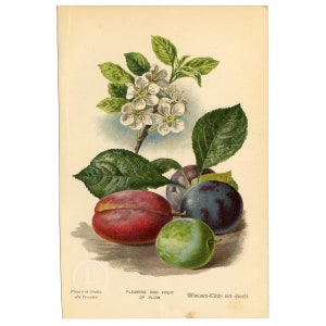 Flowers and fruit of the Plum - ORIGINAL Chromolithographs PRINT out of the book &quot;Familiar Trees&quot; First Edition by George Boulger