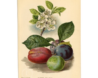 Flowers and fruit of the Plum - ORIGINAL Chromolithographs PRINT out of the book "Familiar Trees" First Edition by George Boulger