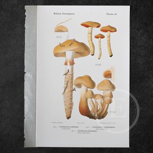 May include: A vintage botanical illustration of three types of mushrooms, Cortinarius collinitus, Cortinarius cinnamomeus, and Cortinarius hinnuleus. The illustration is in color and shows the mushrooms in detail, including their caps, stems, and gills. The illustration is labeled with the scientific names of the mushrooms and their edibility.
