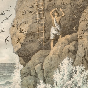 1865 Svalornas bon - Sällsynt tallrik från "Världens bok" - Handkolorerat original, Gammalt originaltryck
