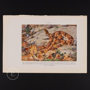 Two American Poisonous Snakes:  Copperhead and Coral Snake - Original color vintage print circa 1935